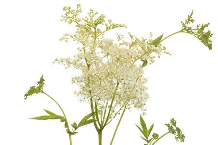 Photos, address, and phone number, opening hours, photos, and user reviews on yandex.maps. Reine-des-prés (Filipendula ulmaria) | Creapharma