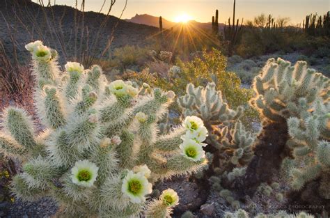 Top hotels close to organ pipe cactus national monument. Organ Pipe Cactus National Monument Arizona - Alan Majchrowicz