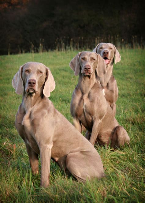 Diese rassehunde unterscheiden sich z.b. Greydog - Woondu