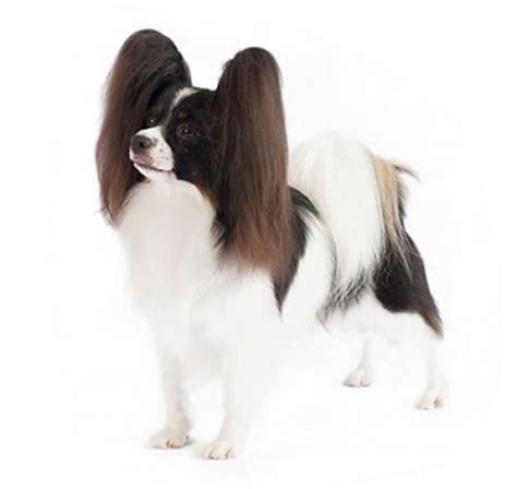 Der papillon ist ein kleiner hund. Papillon Hund: Rassebeschreibung | PURINA®