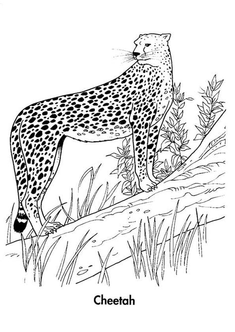 13:43 and to color in the cheetah's fur i'm going to start with ginger root which is very light tan brown, almost like a little hint of yellow in it. 25 Best Cheetah Coloring Pages For Your Little Ones ...