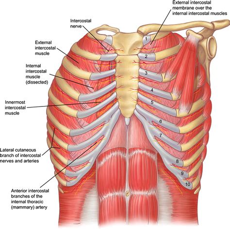 The anatomical structure of the 24 ribs in the human body is complex because of the irregular shape and different lengths of each rib. Figure 3 from Relevant surgical anatomy of the chest wall ...