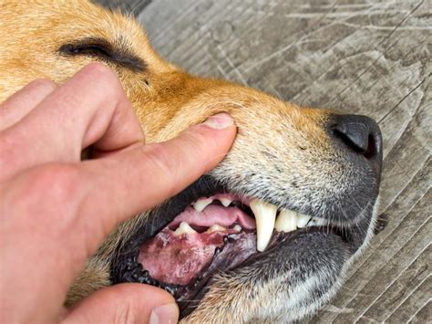 Founded in 2003 by programmer and photographer jon oringer. Schlechter Atem beim Hund: Ursachen für Mundgeruch