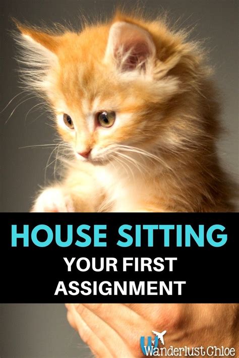 If your cat constantly scratches, loses hair, has red scaly skin and generally looks like a mess, he could suffer from allergic dermatitis. Read This Before Cat Sitting: Info For Your First House ...