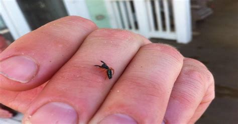 Found in Nags Head, NC - a jumping spider? : whatsthisbug