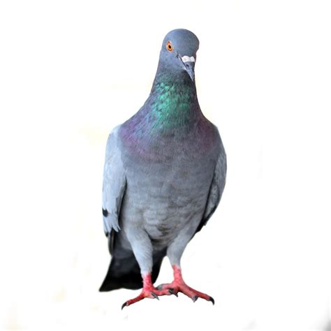 Louis pest control we genuinely care about our customers and strive for excellence in every situation. Get rid of pigeons in St Louis
