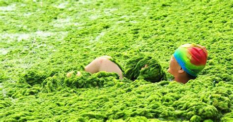 Пляжі в Китаї вкрила ковдра зелених водоростей — Фото — tsn.ua