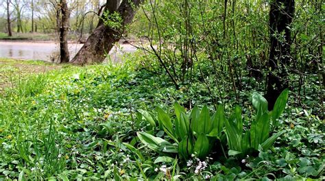 Growing vegetables or foraging for food is a great way to connect with nature and learn more about the foods we eat. Foraging for Ramps in New Jersey | Foraging, Homestead ...