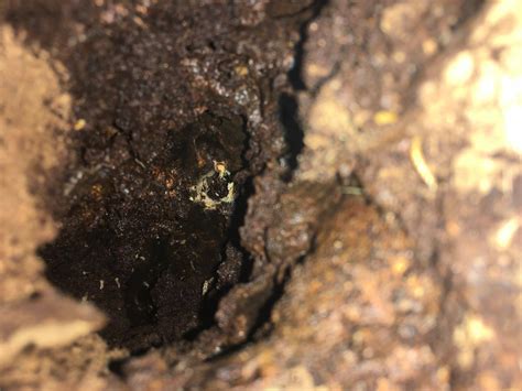 He arrived early and spent over an hour doing a thorough check of the property and. Termites found during a Building and pest inspection Brisbane