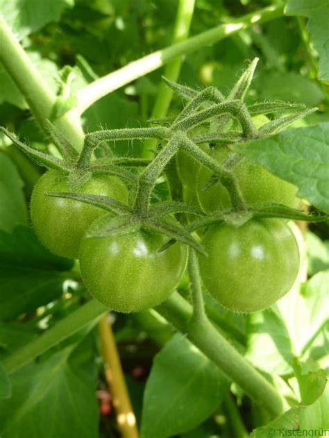 Die tomaten sind im frühherbst noch nicht reif und schimmeln oder verpilzen an der tomatenpflanze. Wann sind Tomaten reif?