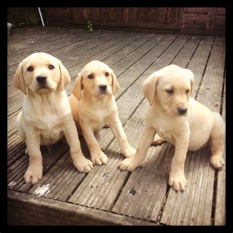 Sassy herring lacy pants five or 100 times to understand why this is so important! Yellow Labrador puppies, 9 weeks old, Kennel Club registered, first vaccination.