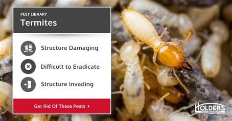 Dandi guaranty pest solutions and termite protection. Termites - Types, Facts, and How to Identify | Termite ...