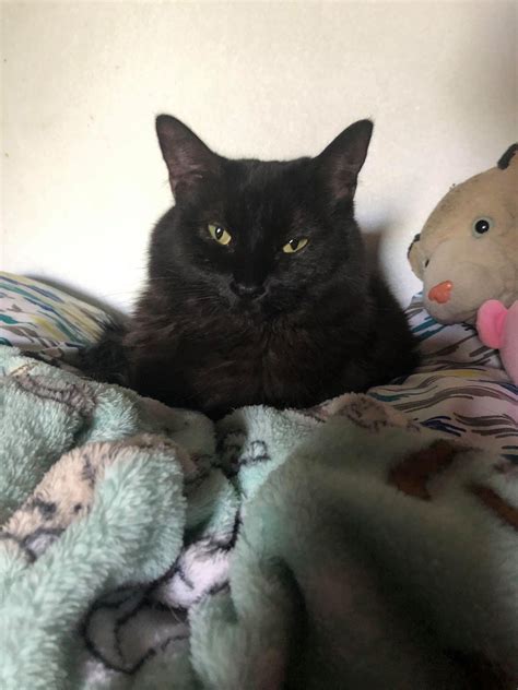 But wait, before you 'freak out' over my name. Cat for adoption - Mamas, a Domestic Long Hair Mix in ...