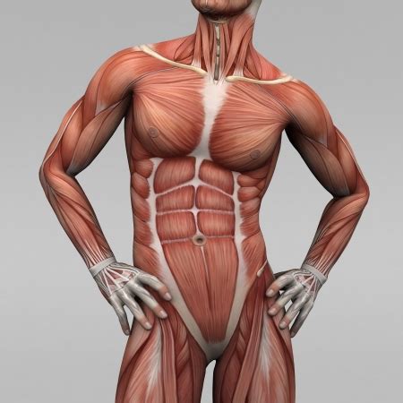 This page provides an overview of the chest muscle group. Muskelentzündung durch Leukozyten diagnsotizieren: Einfluß ...