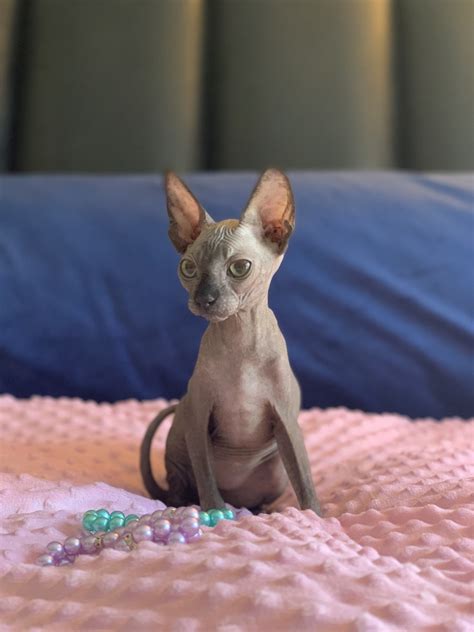 In one it doesn't matter if you are looking for kittens for sale near los angeles, modesto, corona, the odds … Sphynx Cats For Sale | Los Angeles, CA #285091 | Petzlover