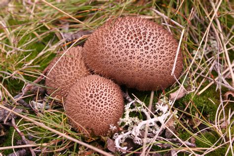 Lycoperdon umbrinum - identifier-les-champignons.com