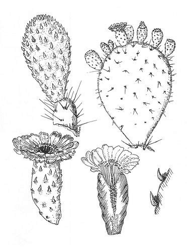 When dry, use chalk pastel pencils to fill in the cactus. Cactus drawing Opuntia megacantha | Illustration cactus ...
