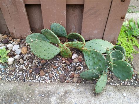 The easter cactus, which is also called spring cactus, is a segmented type of cactus that blooms at certain times of the year, specifically around late winter to early spring. Eastern prickly pear (Opuntia humifusa) : cactus