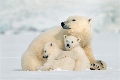 Vos nounours d ours de plage images sont prêtes. Ours polaire, opération de survie | France téléspectateurs ...