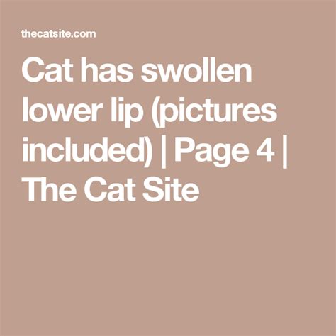 In the majority of cases swelling of your lips is a reaction to disorders of different nature. Cat has swollen lower lip (pictures included) | Lip ...