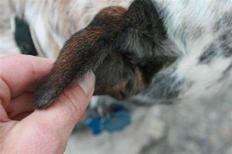 Small haematomas often grow in size, and the larger the. Ear Infections in Dogs and Cats