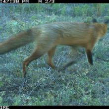 Introduced animal species in australia invasive, feral, beneficial & benign animals. Pest Species Monitoring & Control - EcoPlan ...