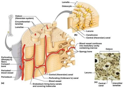 Bone marrow diagram, compact bone diagram quiz, compact bone slide labeled, diagram long bone, labeled compact bone model. Image result for parts of compact bone | Basic anatomy and ...