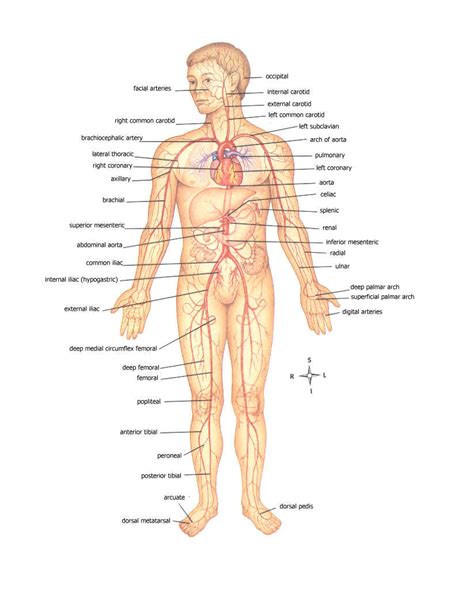 This diagram depicts pictures of human body parts. HUMAN BODY DIAGRAM - Unmasa Dalha