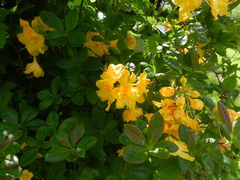 Apr 23, 2020 · tubular flowers come in a variety of shades including white, orange, red, blue, yellow, and lavender that bloom in summer. honeysuckle azalea - these flowers smell so amazing ...