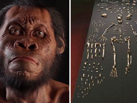 Aus einer höhle in südafrika hinein in den stammbaum des menschen. Homo Naledi, in Sudafrica ritrovati i resti di un nostro lontano antenato - Esperienziando Vitae