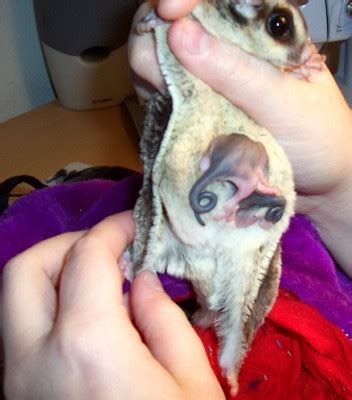 Количество суп лапша с мясом улитки luosiking 袋螺螄粉非火雞酸辣粉泡麵螺螄粉 310гр. 來自澳洲的蜜袋鼯 - MyChat 數位男女 寵物園地