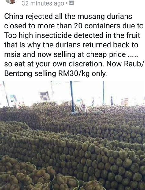 Durian musang king merupakan tanaman tropis yang hidup di asia tenggara yang sangat terkenal oleh kalangan masyarakat indonesia maupun luar negri. The Truth about Musang King Durian Rejected by China