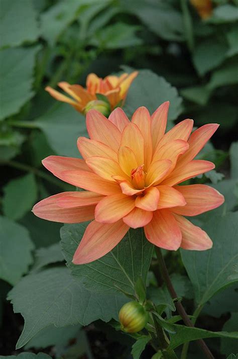 We are a family owned and operated business committed to offering the finest flowers and plants backed by friendly, professional service. Find XXL Hidalgo Dahlia (Dahlia 'XXL Hidalgo') in ...