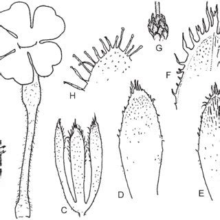 Calyx and corolla essay example. A-D: Dionysia zschummelii-corolla (A); calyx with bract (B ...