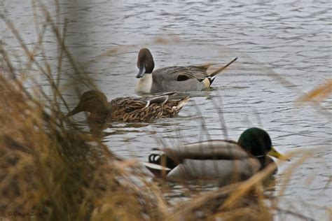 Das typische merkmal der spießente ist der lange schwanzspieß des männchens, der aus den steuerfedern gebildet wird. Fröndenberg: Weißstorch und Spießente am 10.03.2020 ...