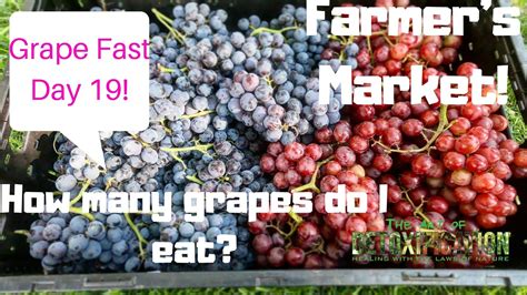 If chipmunks are digging up your bulbs and eating your flowers, you're probably wondering what you can plant that they won't eat. Grape Fast- Day 19- How many grapes do I eat? Trip to the ...