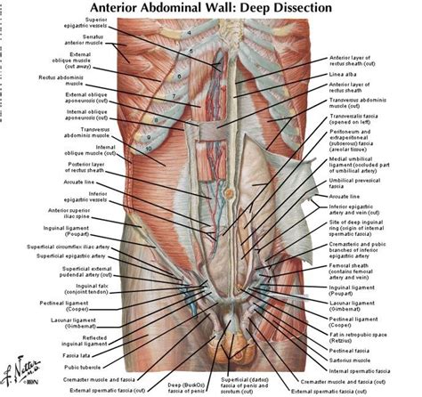 The anatomical regions (shown) compartmentalize the human body. Lower Abdominal Muscles Anatomy | Cea1.com - Human Body ...