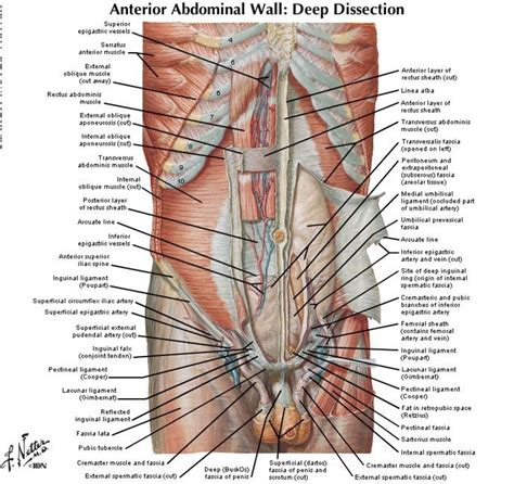 The terms rectus (parallel), transverse (perpendicular), and oblique (at an angle) in muscle names refer to the direction of the muscle fibers with respect to the midline of the body. Lower Abdominal Muscles Anatomy | Cea1.com - Human Body ...