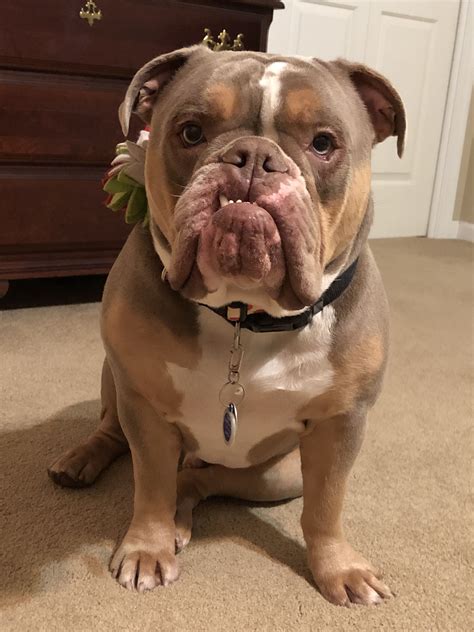 Good breathing and no issues with that. My handsome lilac tri Olde English Bulldog | Bulldog ...