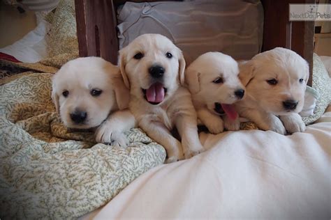 Female golden retrievers are more likely to be on the smaller side, if that helps. Jack Frost: English Golden Retriever puppy for sale near ...