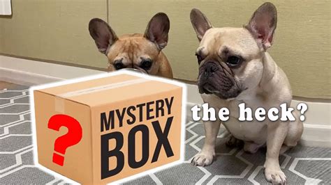 What is the average weight of a french bulldog? My Dogs Get A Mystery Package | French Bulldog Funny ...