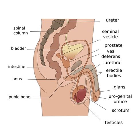 We did not find results for: Male Female Anatomy Diagrams | Human body anatomy, Human ...