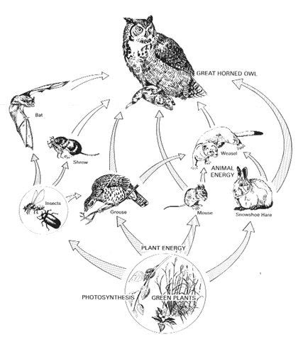 Barn owl has a wingspan of 31 to 37 inches and ability to fly at speed of 50 miles per hour. great horned owl food chain | Owl pellets, Owl food, Life ...
