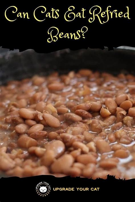 Theobromine is highly toxic to cats and can in addition to containing milk, dairy foods like cheese is high in fat and salt, which is not nutritionally beneficial for a cat and if overfed it can cause obesity. Can Cats Eat Refried Beans? (I Explain Why Not) - Upgrade ...