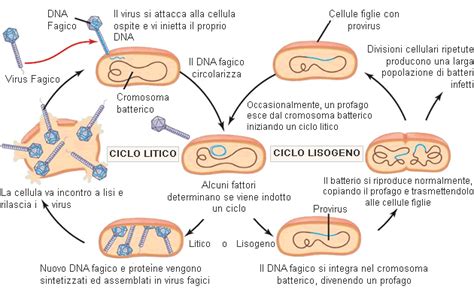 Gli enterobatteri fago λ ( fago lambda , colifago λ , ufficialmente escherichia virus lambda ) è un virus batterico, o batteriofago , che infetta la specie batterica escherichia coli ( e. Batteri: ciclo litico e ciclo lisogeno