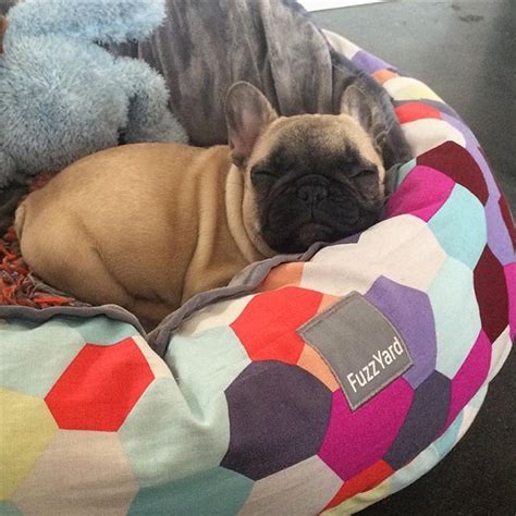 Pugs tend to have more wax than frenchies, but both can get ear infections pretty easily. Assume the position 💋 (With images) | French bulldog ...