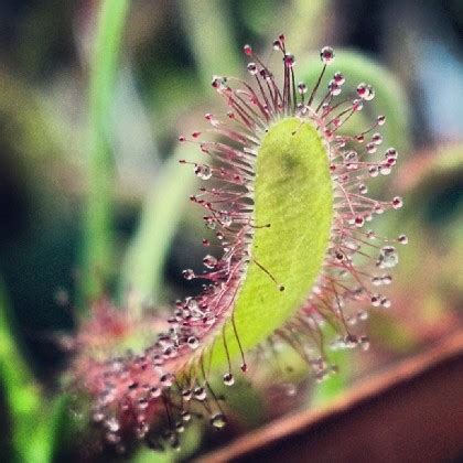 Water the plant thoroughly, allowing the keep it away from frequently opened doors and drafty windows; Carnivorous Plants Archives - Cactus Jungle