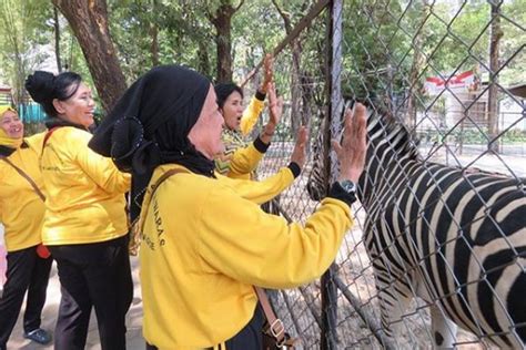 Kebun binatang ragunan merupakan taman satwa tertua di indonesia, tempat ini jadi destinasi keluarga paling diminati oleh warga jakarta dan sekitarnya. Kebun Binatabg Banyuwangi / Kebun binatang bandung ...