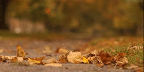 Search, discover and share your favorite falling leaves gifs. Remarkable Animated Fall Nature Gifs at Best Animations
