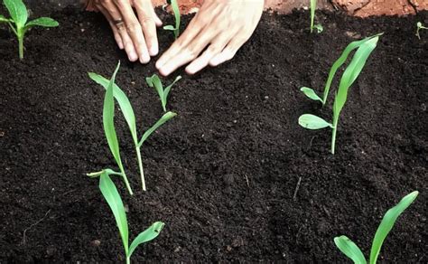 Cara membuat marning jagung : Panduan Lengkap Cara Menanam Jagung Dari Benih Hingga Panen